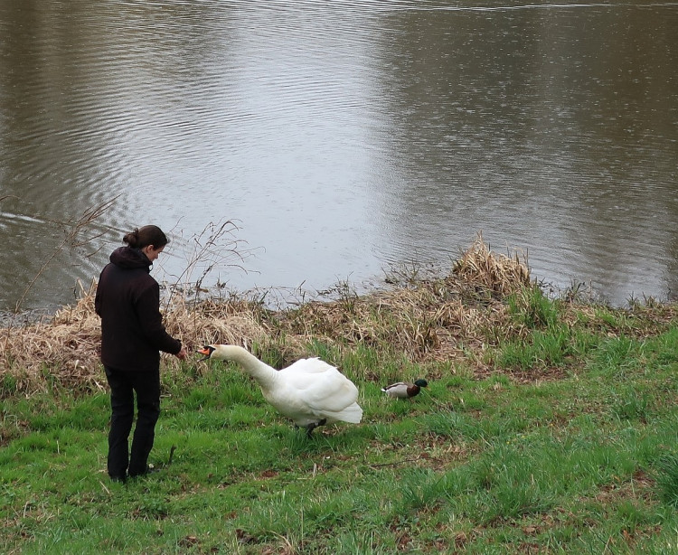 FOTOGALERIE: Odchyt nebezpečného labuťáka a jeho partnerky