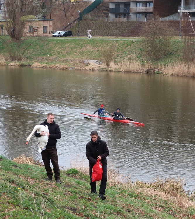 FOTOGALERIE: Odchyt nebezpečného labuťáka a jeho partnerky