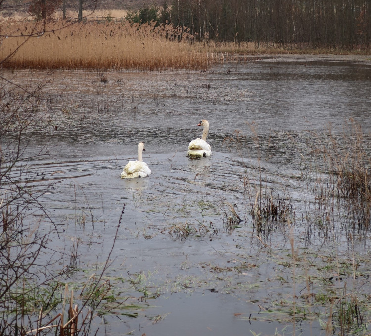 FOTOGALERIE: Odchyt nebezpečného labuťáka a jeho partnerky