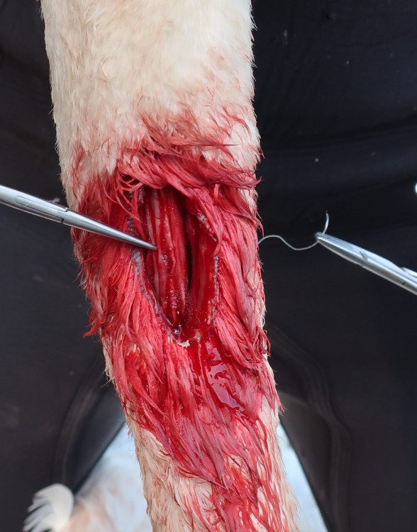 FOTOGALERIE: Zubní lékařka Hana Makoňová v akci