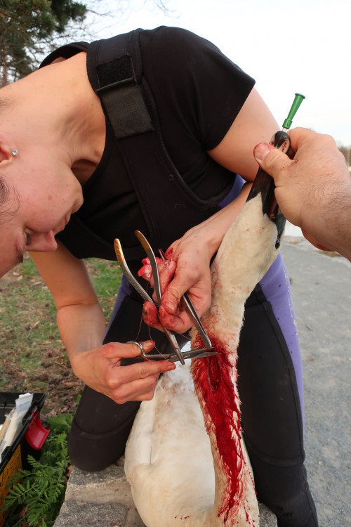 FOTOGALERIE: Zubní lékařka Hana Makoňová v akci