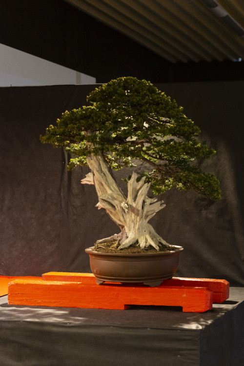 Výstaviště Flora po dvou letech ožilo jarní výstavou