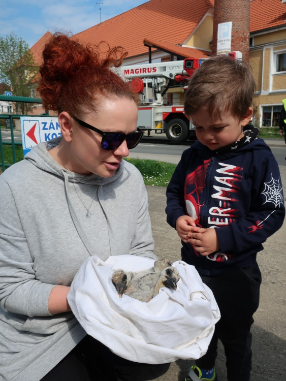 FOTOGALERIE: Záchrana čapích mláďat