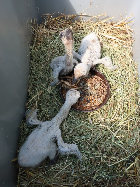 FOTOGALERIE: Záchrana čapích mláďat