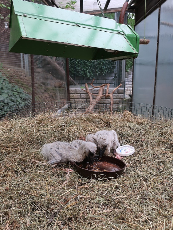 FOTOGALERIE: Záchrana čapích mláďat