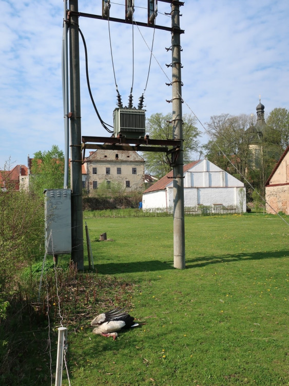 FOTOGALERIE: Záchrana čapích mláďat