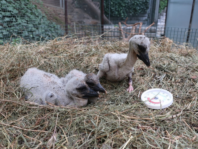 FOTOGALERIE: Záchrana čapích mláďat