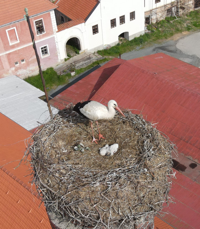 FOTOGALERIE: Záchrana čapích mláďat