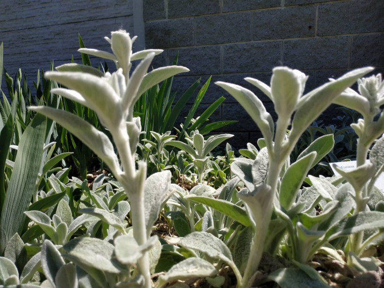 FOTOGALERIE: Botanická zahrada Petra Albrechta v Prostějově