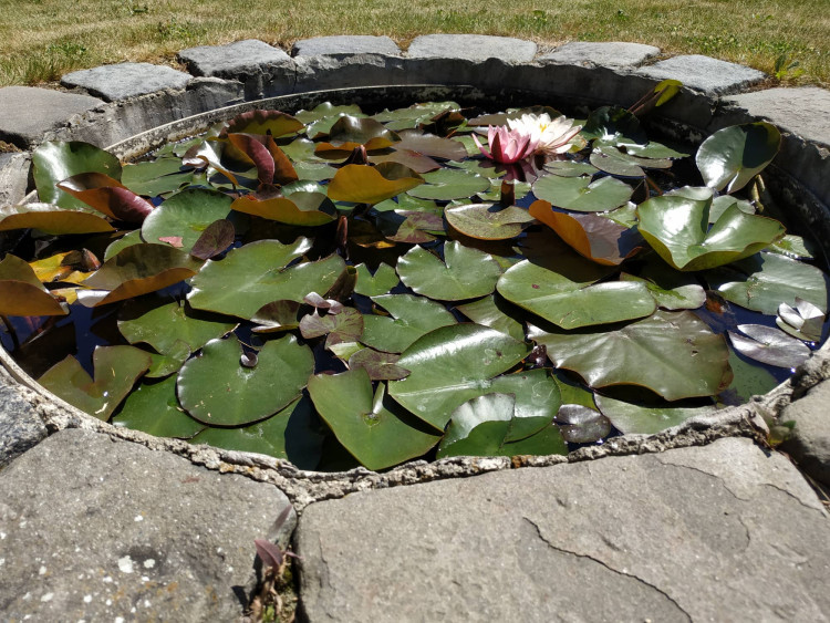 FOTOGALERIE: Botanická zahrada Petra Albrechta v Prostějově