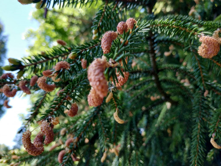 FOTOGALERIE: Botanická zahrada Petra Albrechta v Prostějově