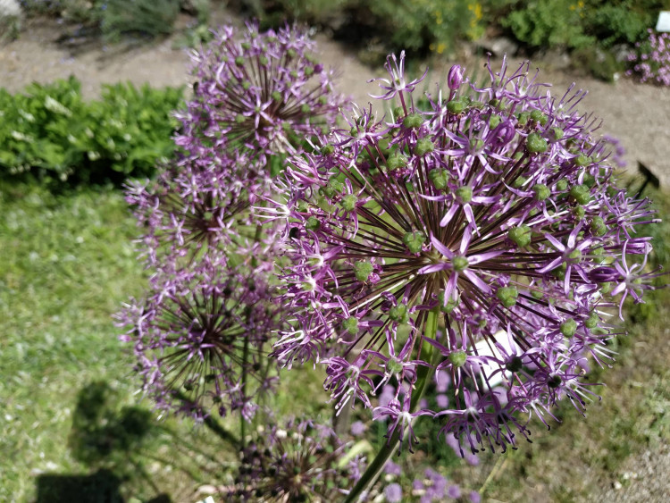 FOTOGALERIE: Botanická zahrada Petra Albrechta v Prostějově