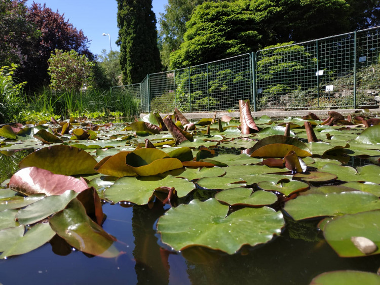 FOTOGALERIE: Botanická zahrada Petra Albrechta v Prostějově