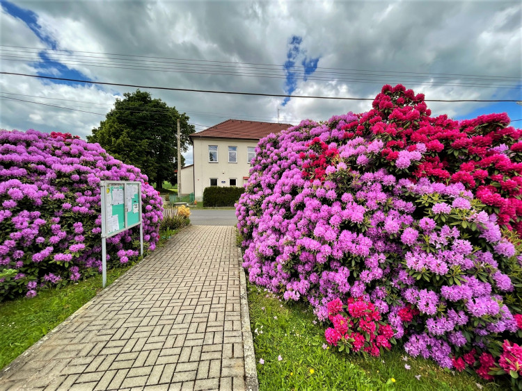 FOTOGALERIE: Vykvetly rododendrony v Jarově i v pivovaru