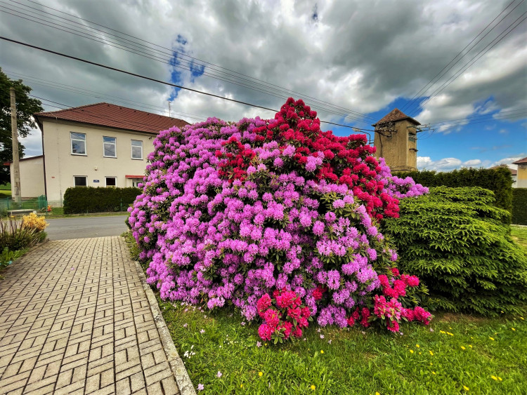 FOTOGALERIE: Vykvetly rododendrony v Jarově i v pivovaru