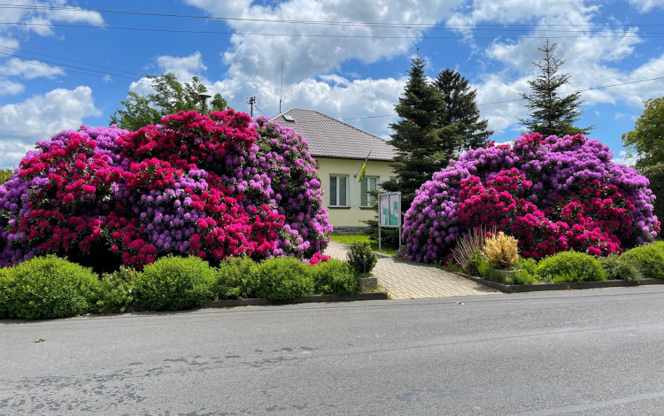 FOTOGALERIE: Vykvetly rododendrony v Jarově i v pivovaru