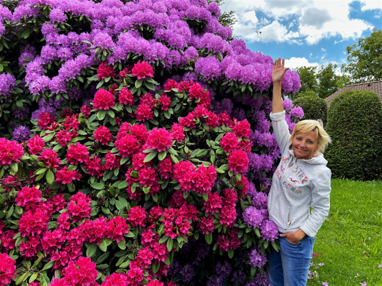 FOTOGALERIE: Vykvetly rododendrony v Jarově i v pivovaru