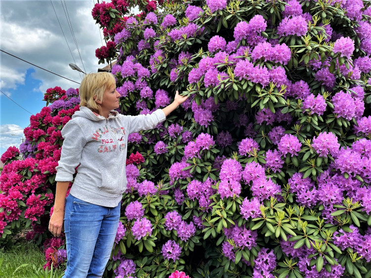 FOTOGALERIE: Vykvetly rododendrony v Jarově i v pivovaru