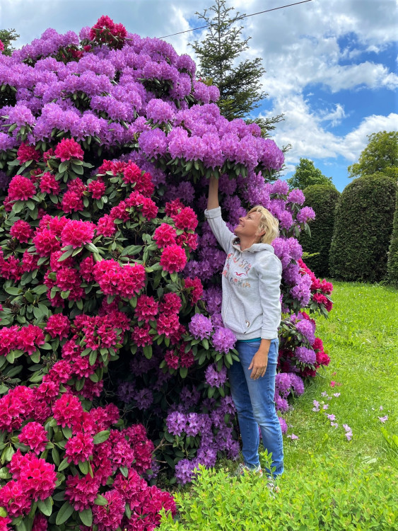 FOTOGALERIE: Vykvetly rododendrony v Jarově i v pivovaru