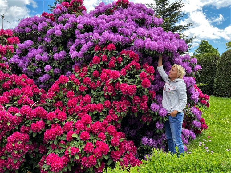 FOTOGALERIE: Vykvetly rododendrony v Jarově i v pivovaru