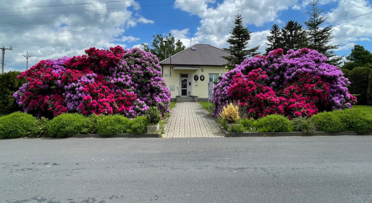 FOTOGALERIE: Vykvetly rododendrony v Jarově i v pivovaru