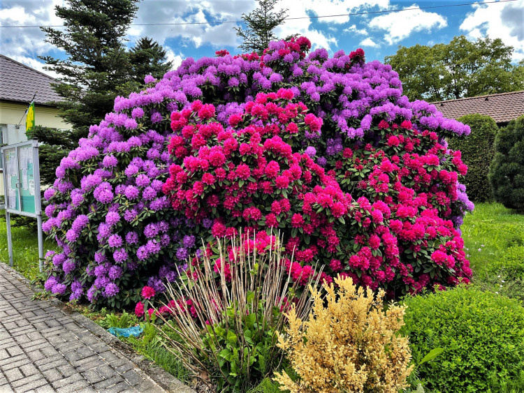 FOTOGALERIE: Vykvetly rododendrony v Jarově i v pivovaru