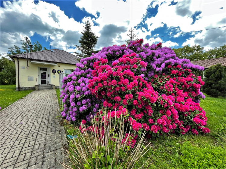 FOTOGALERIE: Vykvetly rododendrony v Jarově i v pivovaru