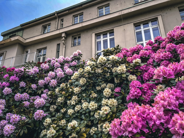 FOTOGALERIE: Vykvetly rododendrony v Jarově i v pivovaru