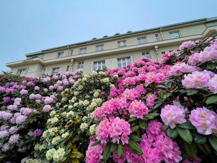 FOTOGALERIE: Vykvetly rododendrony v Jarově i v pivovaru