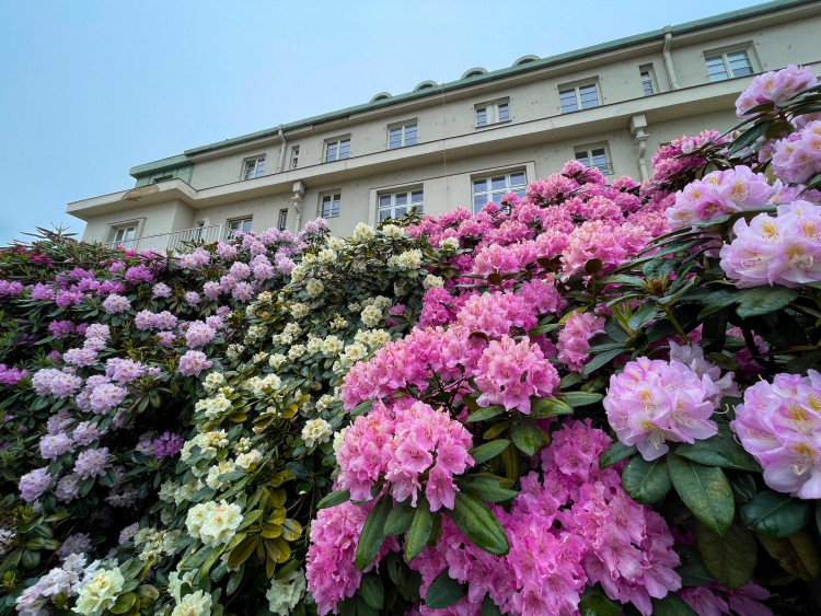 FOTOGALERIE: Vykvetly rododendrony v Jarově i v pivovaru