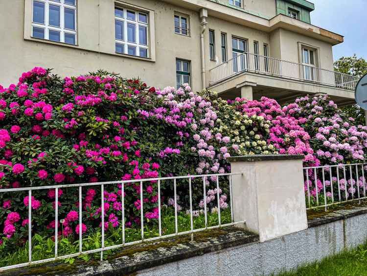 FOTOGALERIE: Vykvetly rododendrony v Jarově i v pivovaru