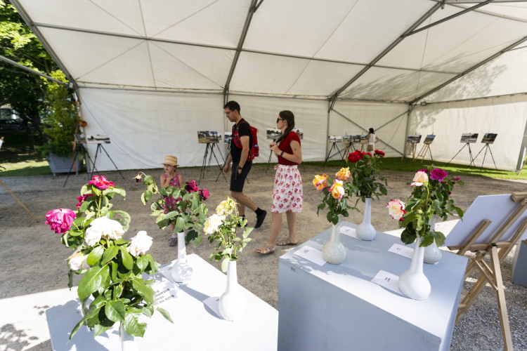 Tisíce květů, přednášky a muzika. Olomoucké rozárium slaví padesáté výročí