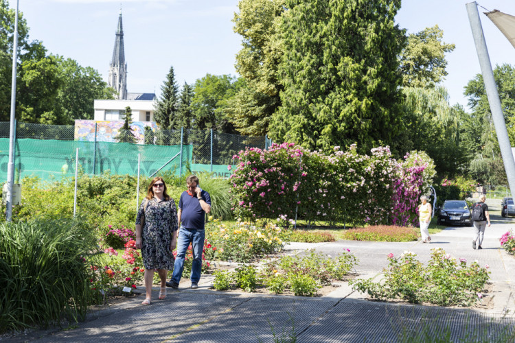 Tisíce květů, přednášky a muzika. Olomoucké rozárium slaví padesáté výročí