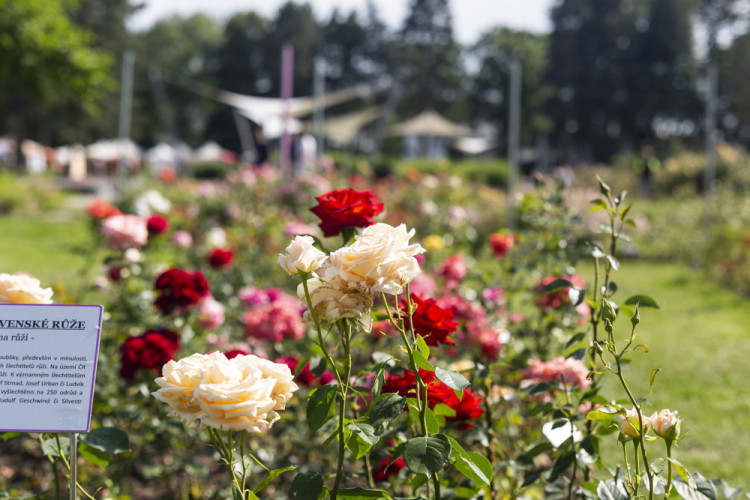Tisíce květů, přednášky a muzika. Olomoucké rozárium slaví padesáté výročí