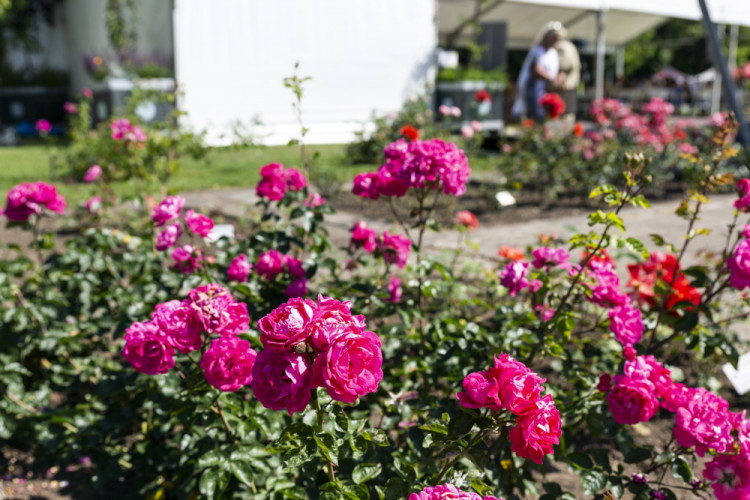 Tisíce květů, přednášky a muzika. Olomoucké rozárium slaví padesáté výročí