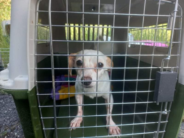 FOTOGALERIE: Kauza Nemanice