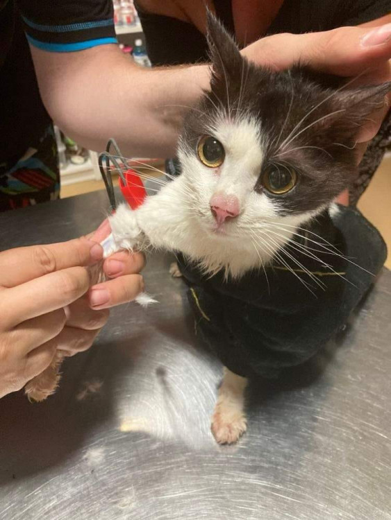 FOTOGALERIE: Kauza Nemanice