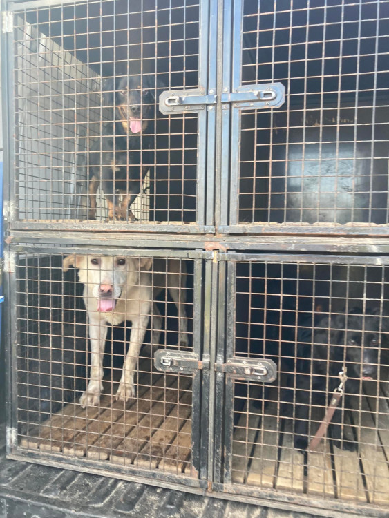 FOTOGALERIE: Kauza Nemanice