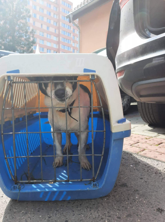 FOTOGALERIE: Kauza Nemanice