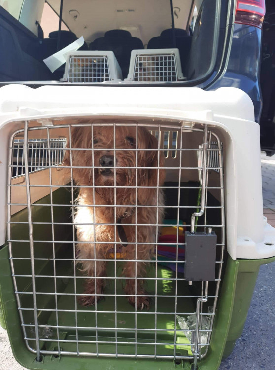 FOTOGALERIE: Kauza Nemanice