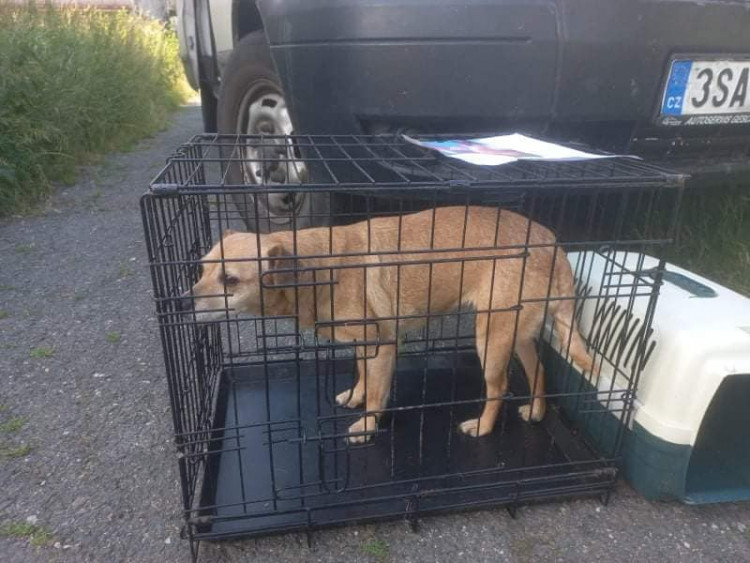 FOTOGALERIE: Kauza Nemanice