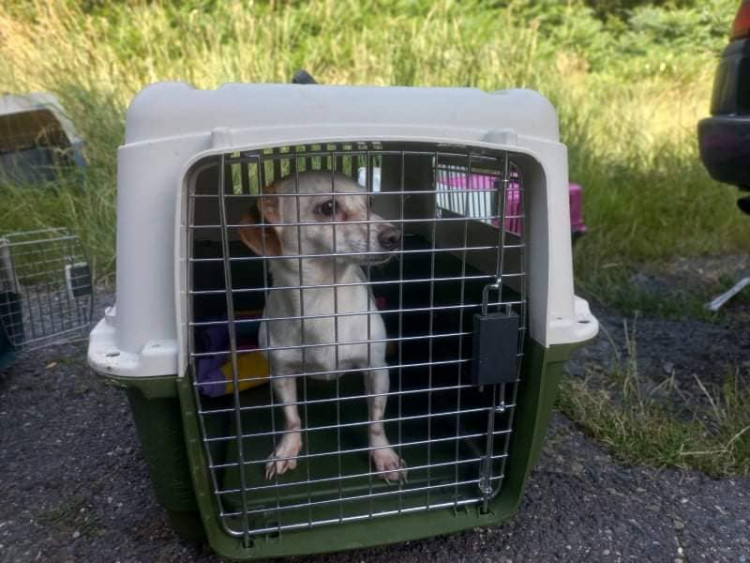 FOTOGALERIE: Kauza Nemanice