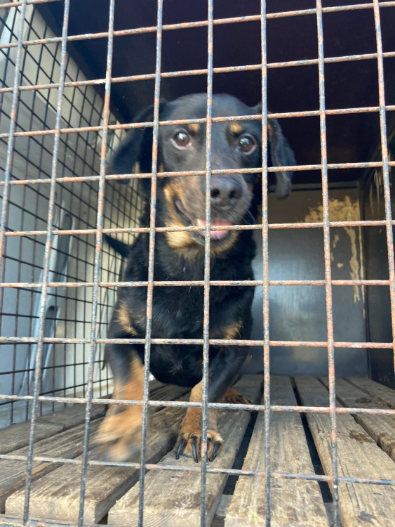 FOTOGALERIE: Kauza Nemanice