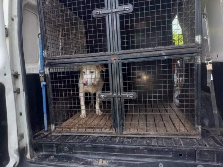 FOTOGALERIE: Kauza Nemanice