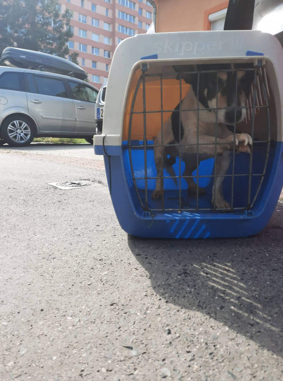 FOTOGALERIE: Kauza Nemanice