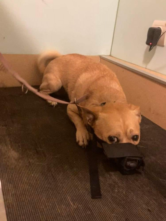 FOTOGALERIE: Kauza Nemanice