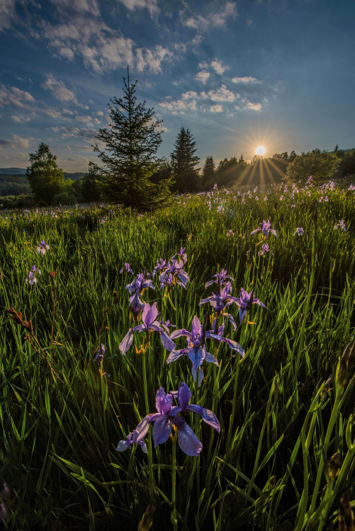 Kosatec sibiřský - Skelná