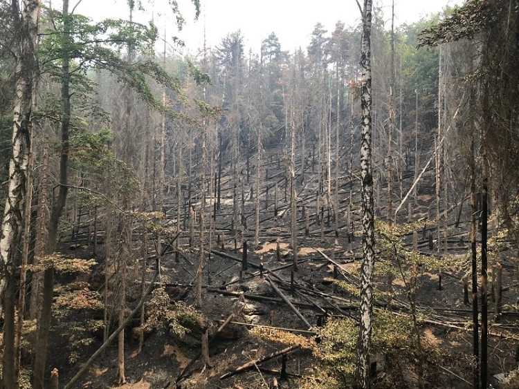 Hasiči města Domažlice