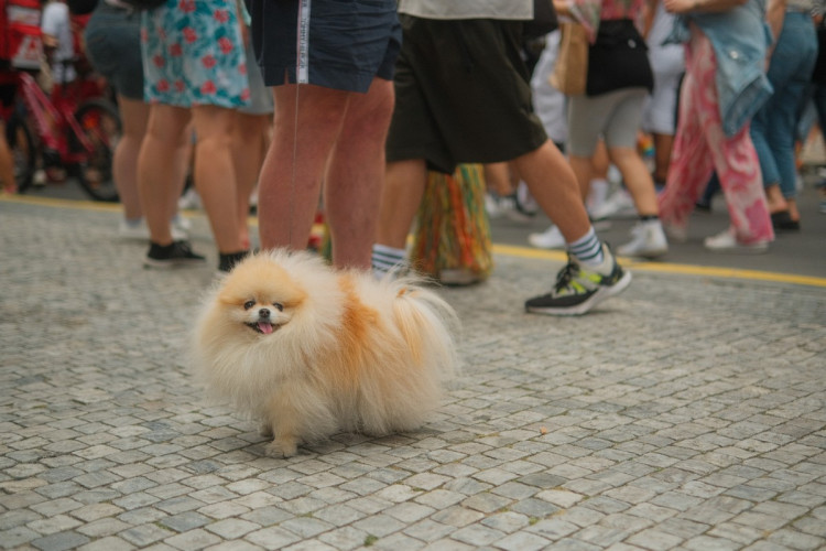 FOTOGALERIE: Duhový průvod prošel Prahou. Podívejte se na ty nejlepší momentky