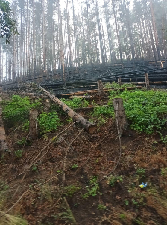 Jihočeští hasiči v Hřensku